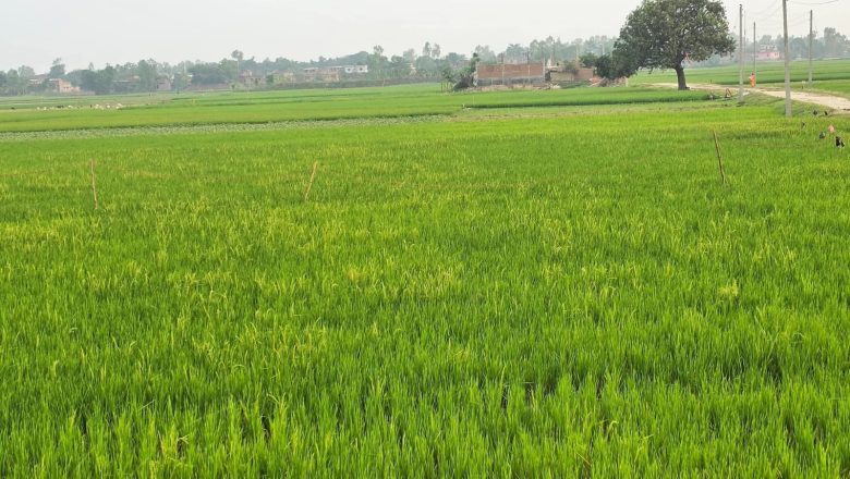 रौतहटमा धान रोपाइँको चटारो : ब्याडमा बीउ तयार, आकाशे पानीको पर्खाइमा किसान