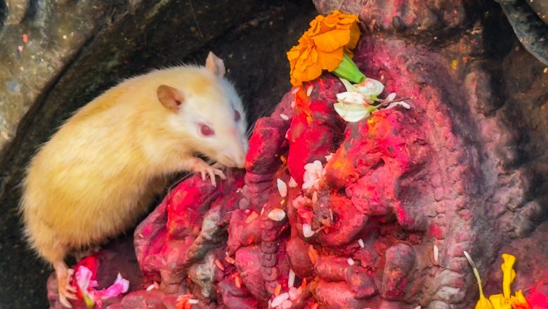 सौगल गणेश मन्दिरमा सेतो मुसा, ‘शुभ संकेत’ हुने विश्वास